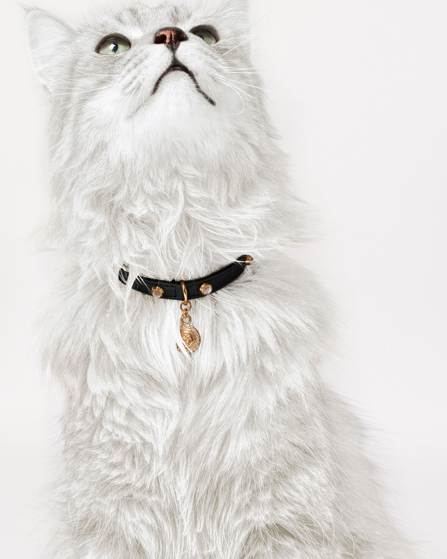 Crystal Icon Pet Collar