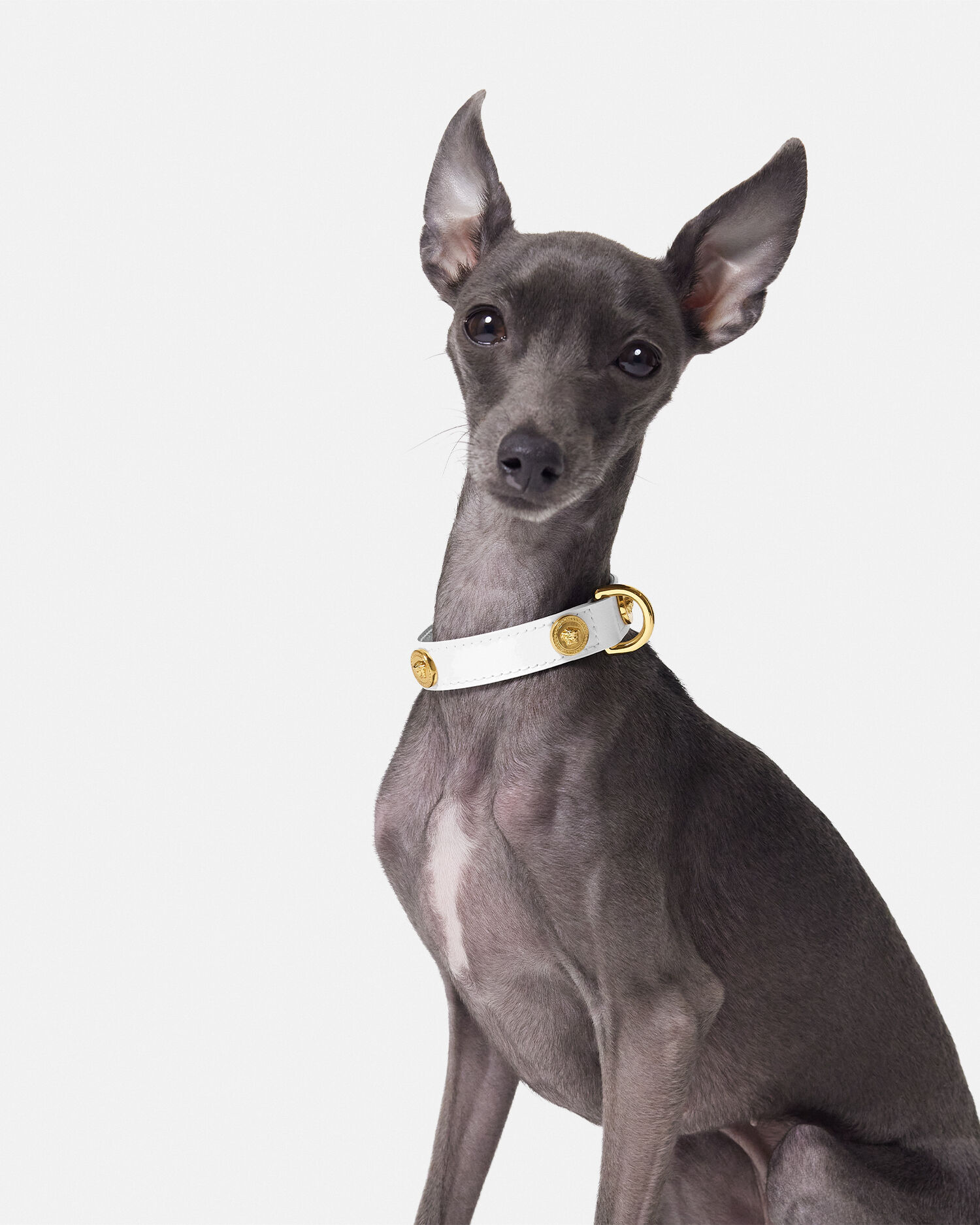 Icon Small Pet Collar