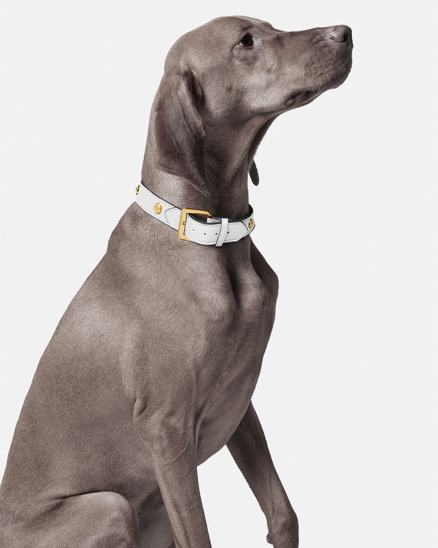 Icon Large Pet Collar