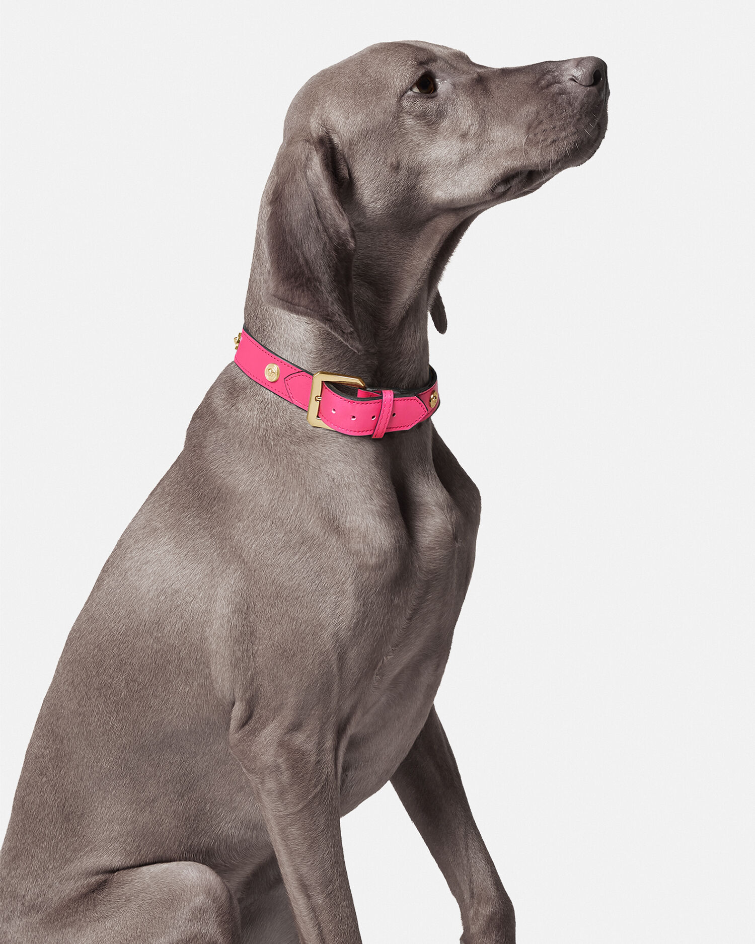 Icon Large Pet Collar