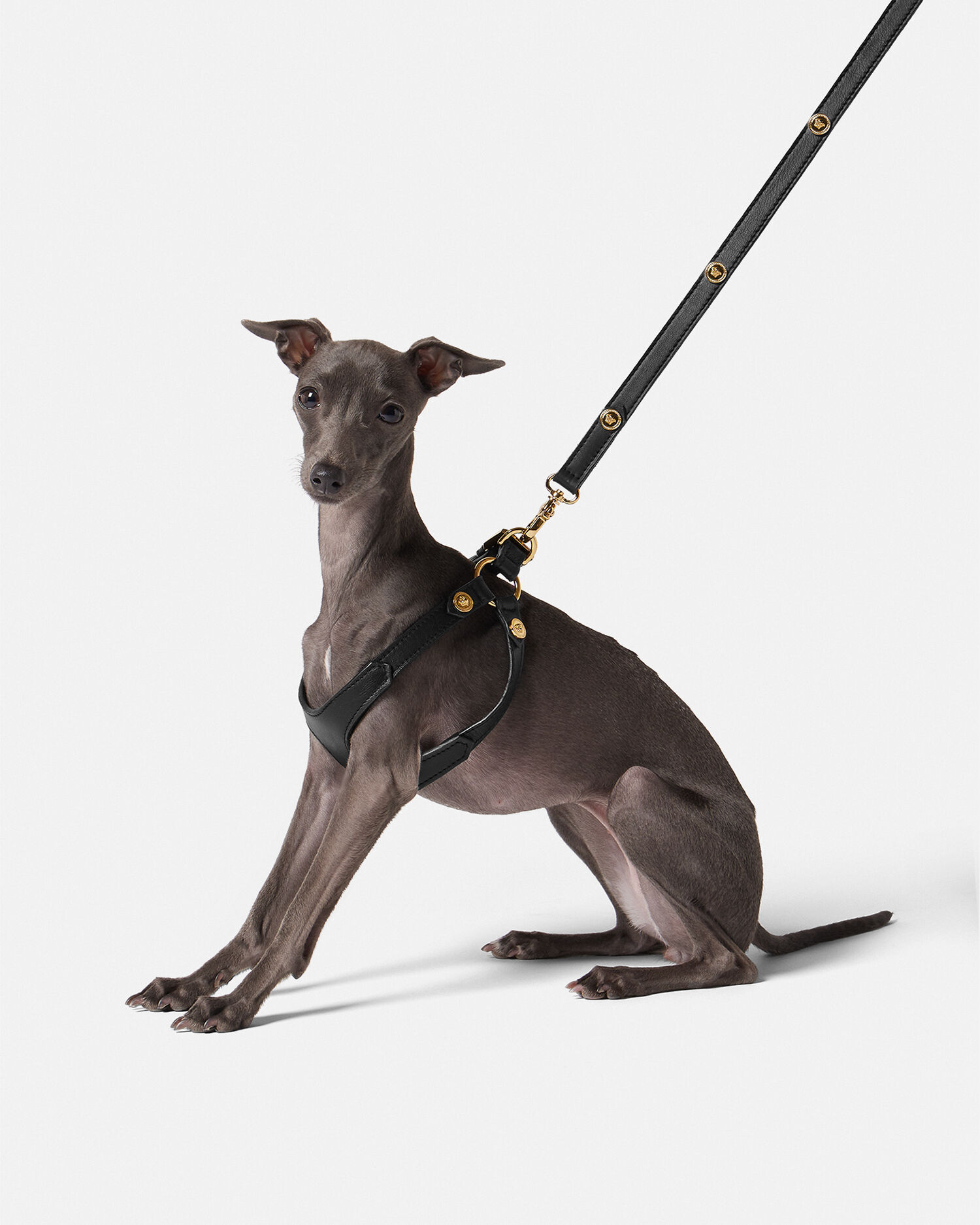 Icon Pet Harness