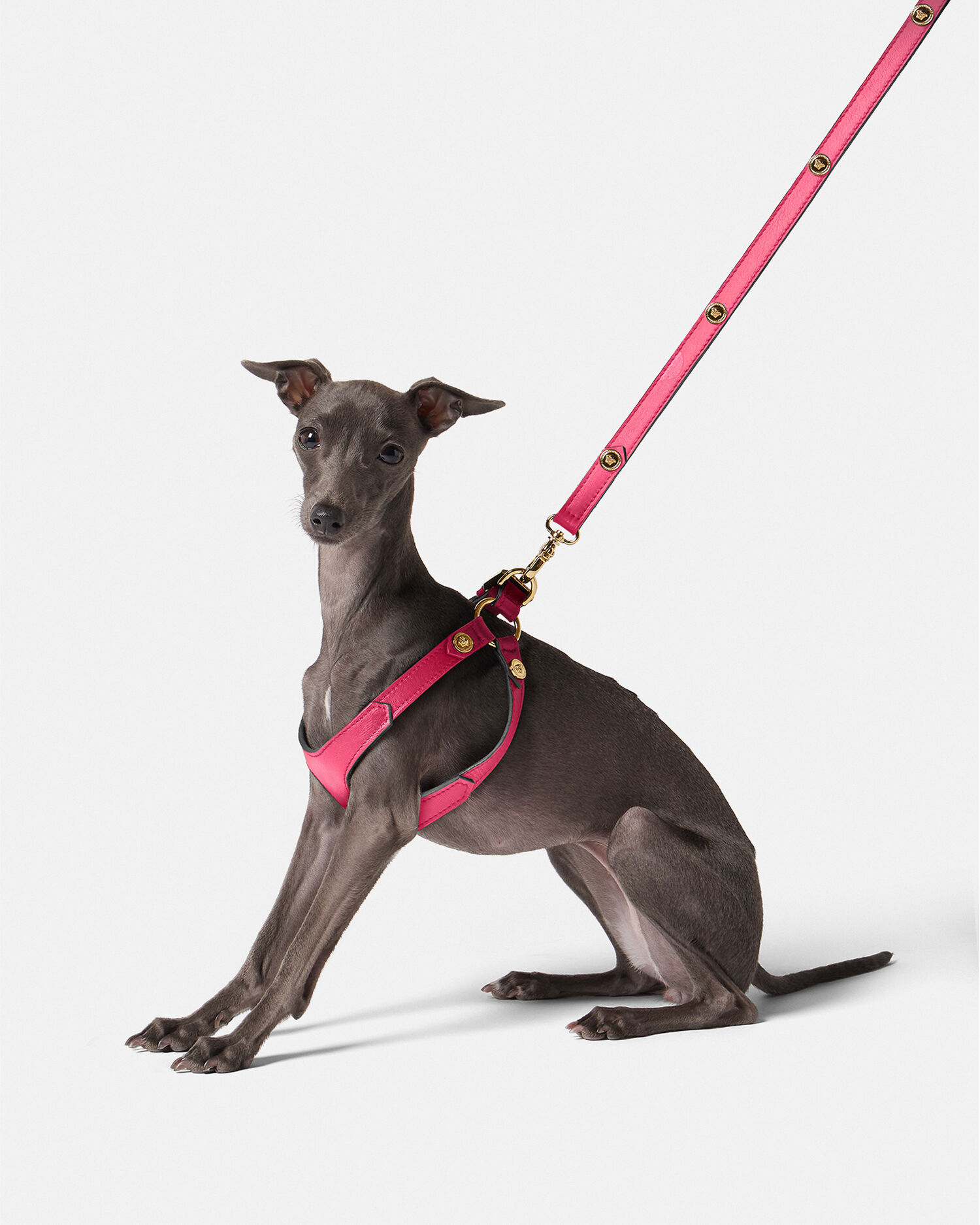 Icon Pet Harness