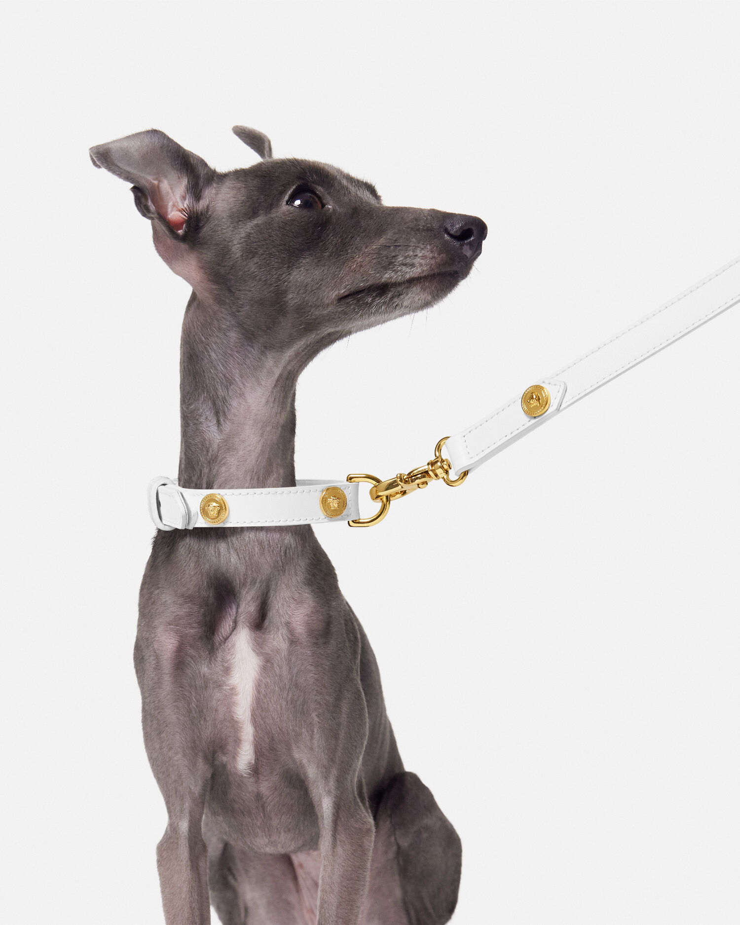 Icon Small Pet Leash