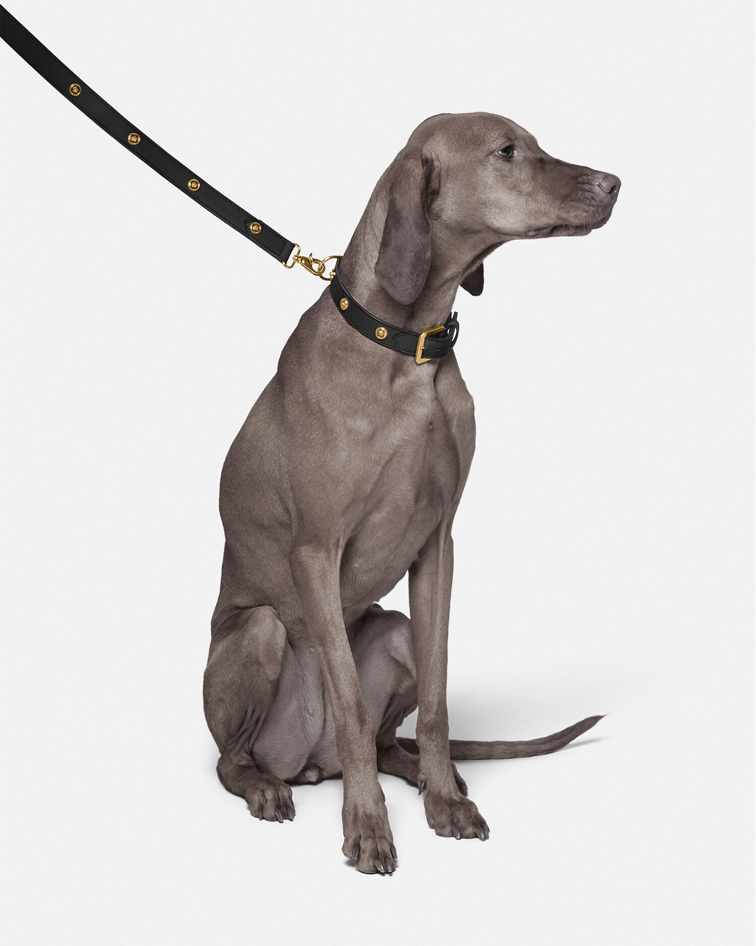 Icon Large Pet Leash