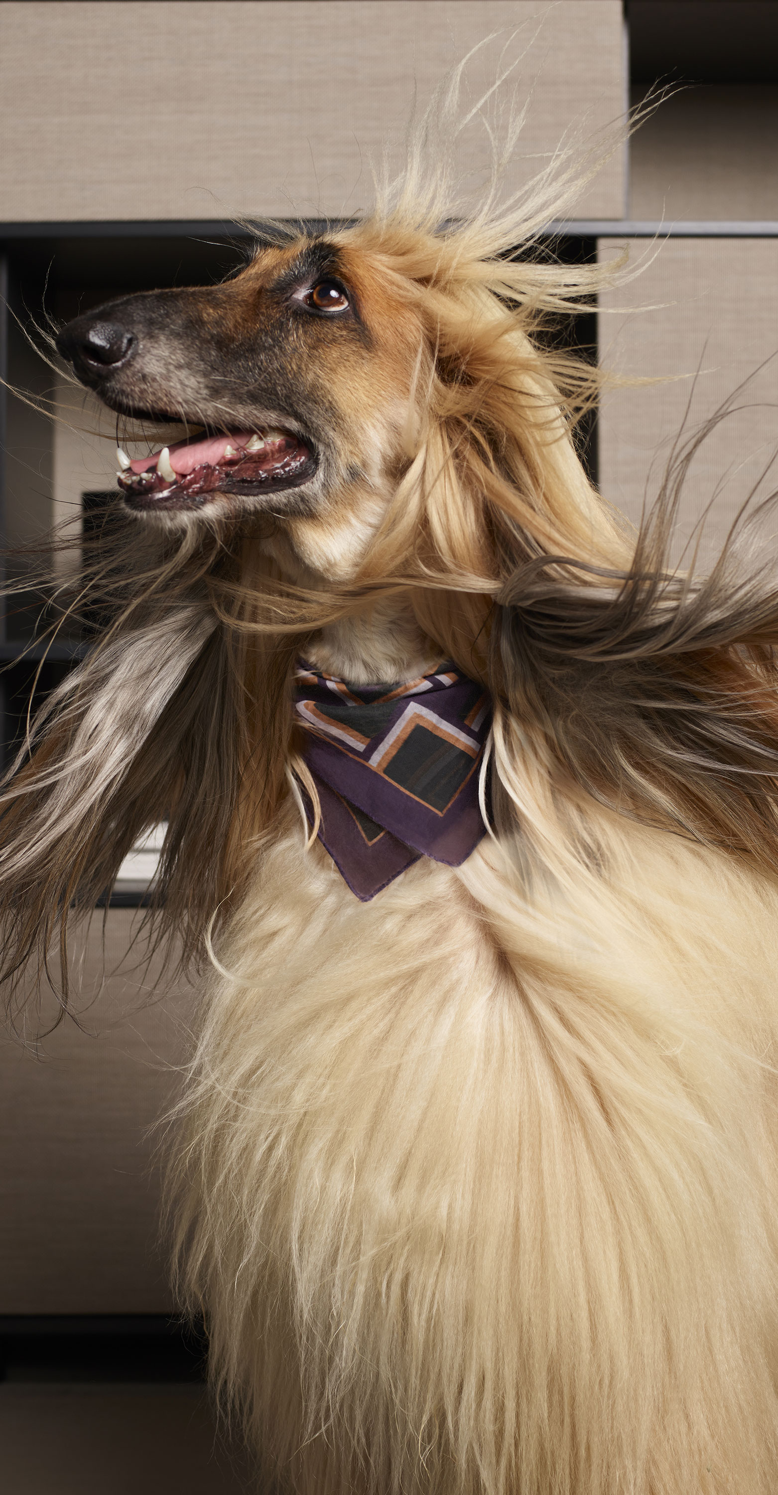 Pet collection | Foulard Heritage