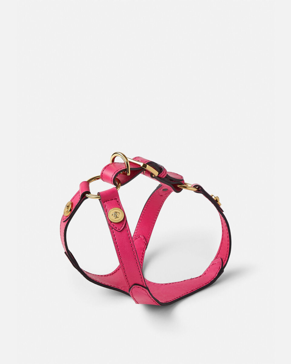 Icon Pet Harness - Lifestyle